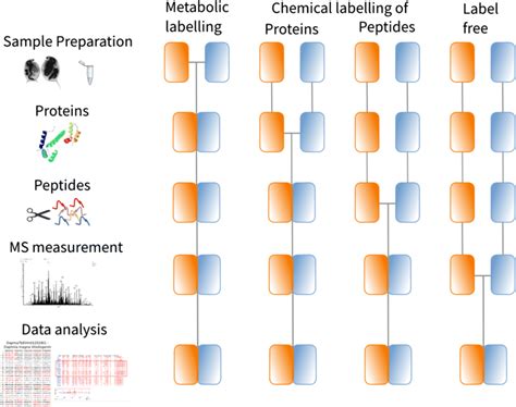 how do laboratories analyze the protein content of a food|protein quantification in food.